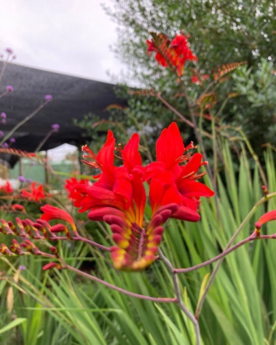 Crocosmia